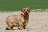 NORFOLK TERRIER 001
